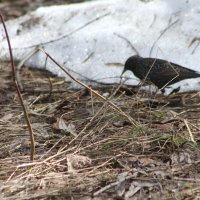 Желанный вестник весны :: олег свирский 