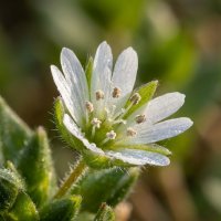Звездчатка средняя или мокрица :: Лилия 
