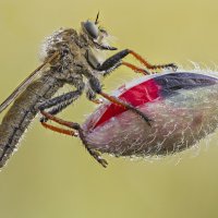 Ктырь.Robber Fly :: Александр Григорьев