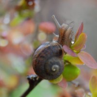 *** :: Надежда Куркина 