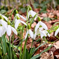 Весна 2026 :: Вадим Вайс