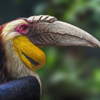 Волнистый калао :: Aleksey Afonin