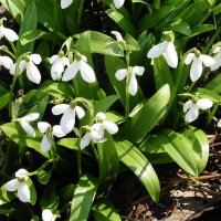 Подснежник :: Лидия Бусурина