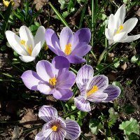 Крокусы в Аптекарском огороде :: Лидия Бусурина