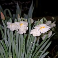 ВЕСНА :: Tata Wolf ВЕСНА :: Tata Wolf