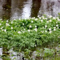 Цветочный остров :: Сергей Кочнев