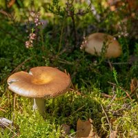 *** :: Игорь Сикорский