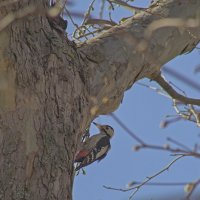 Точка,точка тире :: Giant Tao /