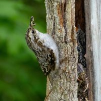 Пищуха у гнезда :: Владислав Иопек Пищуха у гнезда :: Владислав Иопек