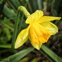 Нарцис :: Мариша Тим