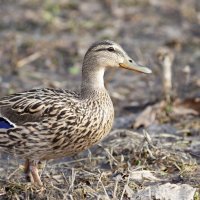 --- :: Константин 