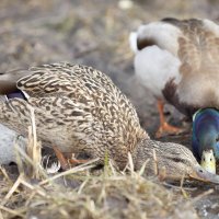 парочка :: Константин 