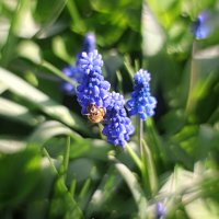 пчела :: Николай 