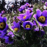 Сон-трава :: Людмила Смородинская