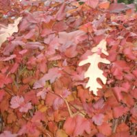 роспись осени :: Елена Шаламова