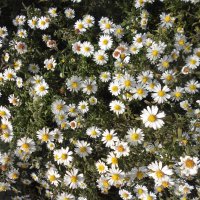 октябринки :: Елена Шаламова