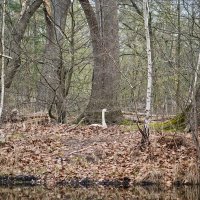 У пруда :: Jakob Dick