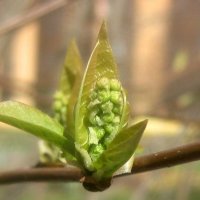 Пробуждение :: Елена Семигина