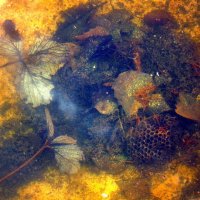 ****** :: Paul B. ****** :: Paul B.