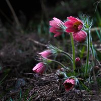 Прострел :: Игорь Шевченко