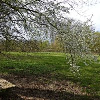 Апрельские зарисовки...... :: Галина 