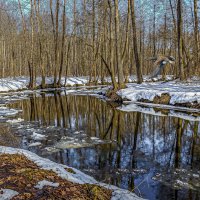 Весна :: Aleksey Afonin