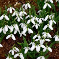 Словно белые бабочки порхают--- цветут подснежники..... :: Наталья ***