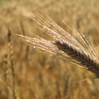 Утренняя роса :: Владимир Гришин Утренняя роса :: Владимир Гришин