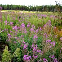 Иван-чай. :: Михаил К