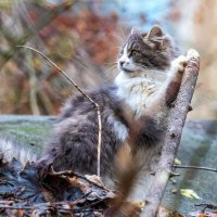 Позёрша. :: Анатолий. Chesnavik. Позёрша. :: Анатолий. Chesnavik.