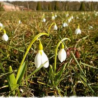 Подснежники :: VasiLina * Подснежники :: VasiLina *