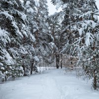 Январь в лесу :: Александр Синдерёв