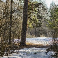 Прогулка по весеннему лесу. До свидания, зима! :: Валерий VRN Прогулка по весеннему лесу. До свидания, зима! :: Валерий VRN