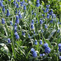 мускарики :: Николай 