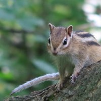 В лесу :: Галина Козлова В лесу :: Галина Козлова