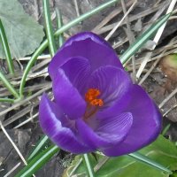 Крокус :: Елена Сухорученкова