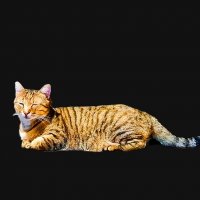 ПОЛОСАТИК , НО   НЕ   ТИГР :: Анатолий Малобродский