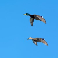 **** :: Виталий Емельянов