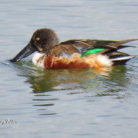 Шилоклювка :: Николай Волков