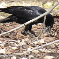 Ворон лакомится орехами :: Николай Волков