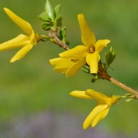 Весенние солнышки.... :: Надежда Куркина Весенние солнышки.... :: Надежда Куркина