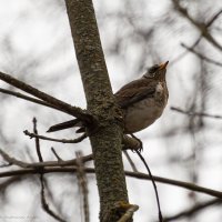 Дрозд. :: Андрей Андрианов