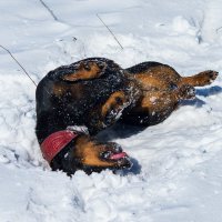 Матильда. Валялки в последнем снеге. :: Андрей Андрианов