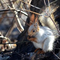 Белка :: Savayr 