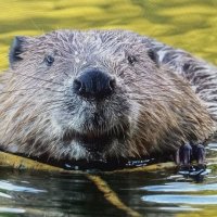 Ну шо ? Будем строить ?! Весна ужо... :: Валерий Кокорев