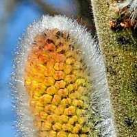 Верба :: Михаил Свиденцов