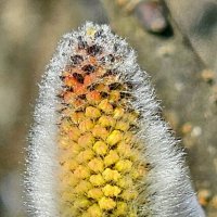 Верба :: Михаил Свиденцов