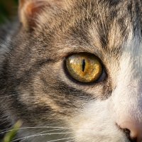 Кот :: Лилия 