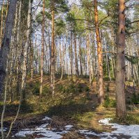 В апрельском лесу :: Сергей Цветков