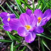 Нежная красота :: Людмила Смородинская